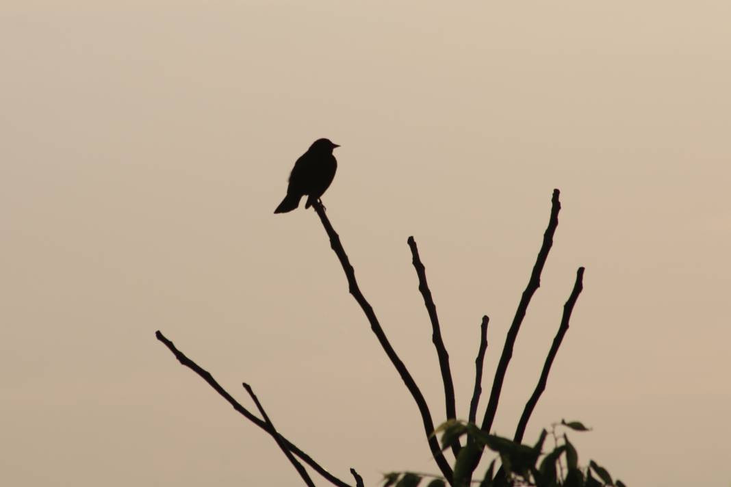 Yürüyüş yolundaki kuşlar böyle görüntülendi - Resim: 14